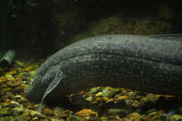 Image of Marbled lungfish