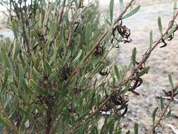 Sivun Acacia microcarpa F. Muell. kuva