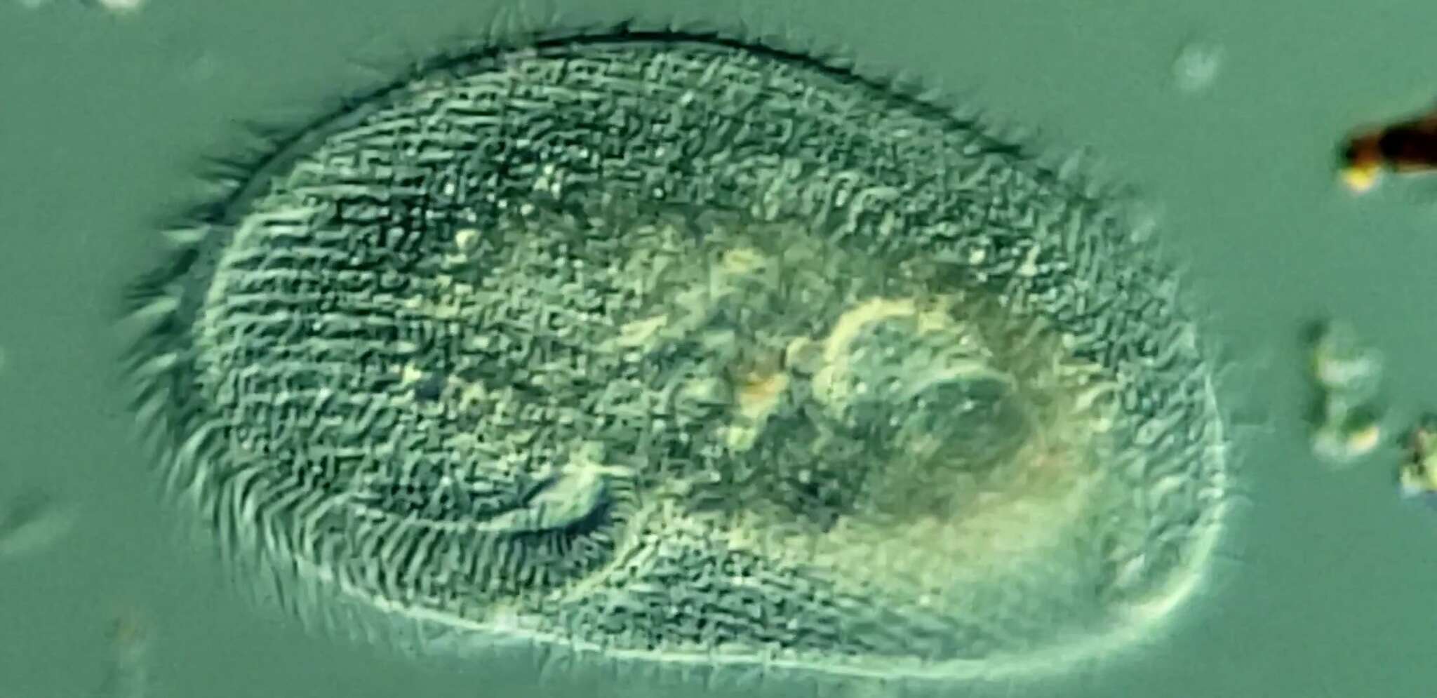 Image of Peritromus faurei