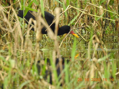 Image of Jacana jacana hypomelaena (Gray & GR 1846)