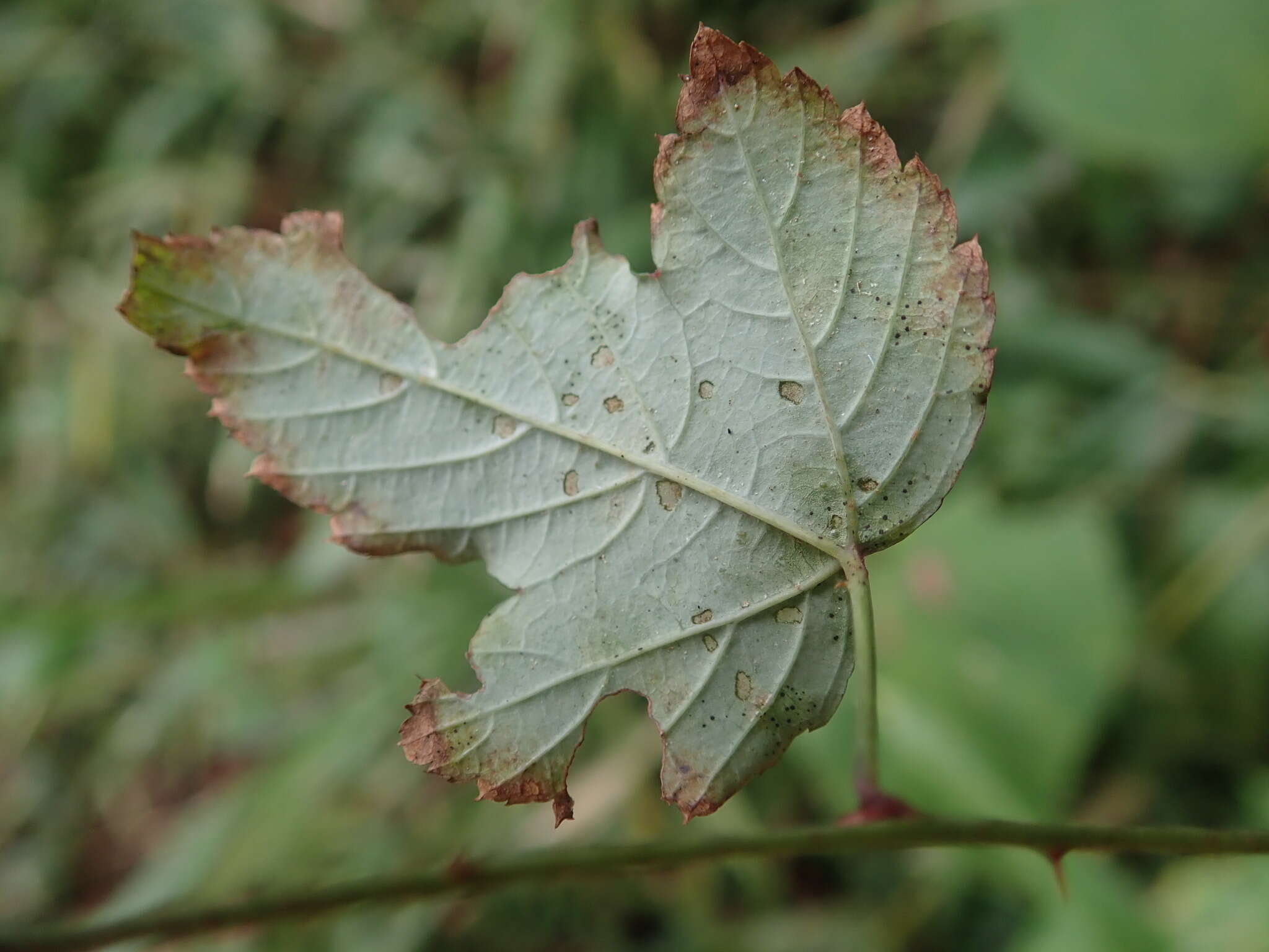 Imagem de Rubus microphyllus L. fil.