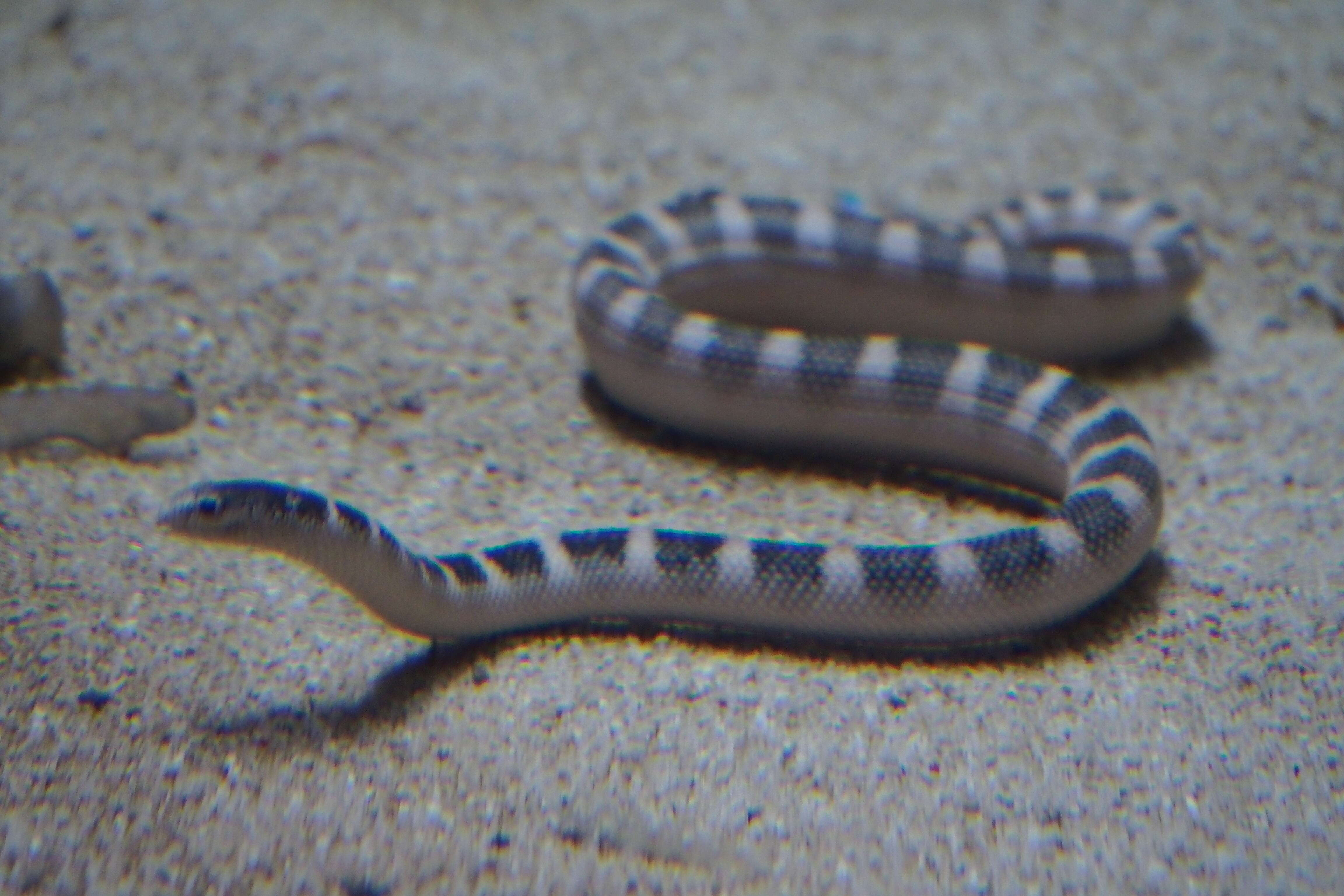 Image of Ornate Reef Sea Snake