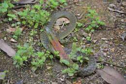 Image of Rhabdophis helleri (Schmidt 1925)