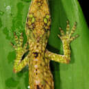 Image of Orces' Andes Anole