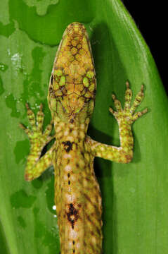 Image of Orces' Andes Anole