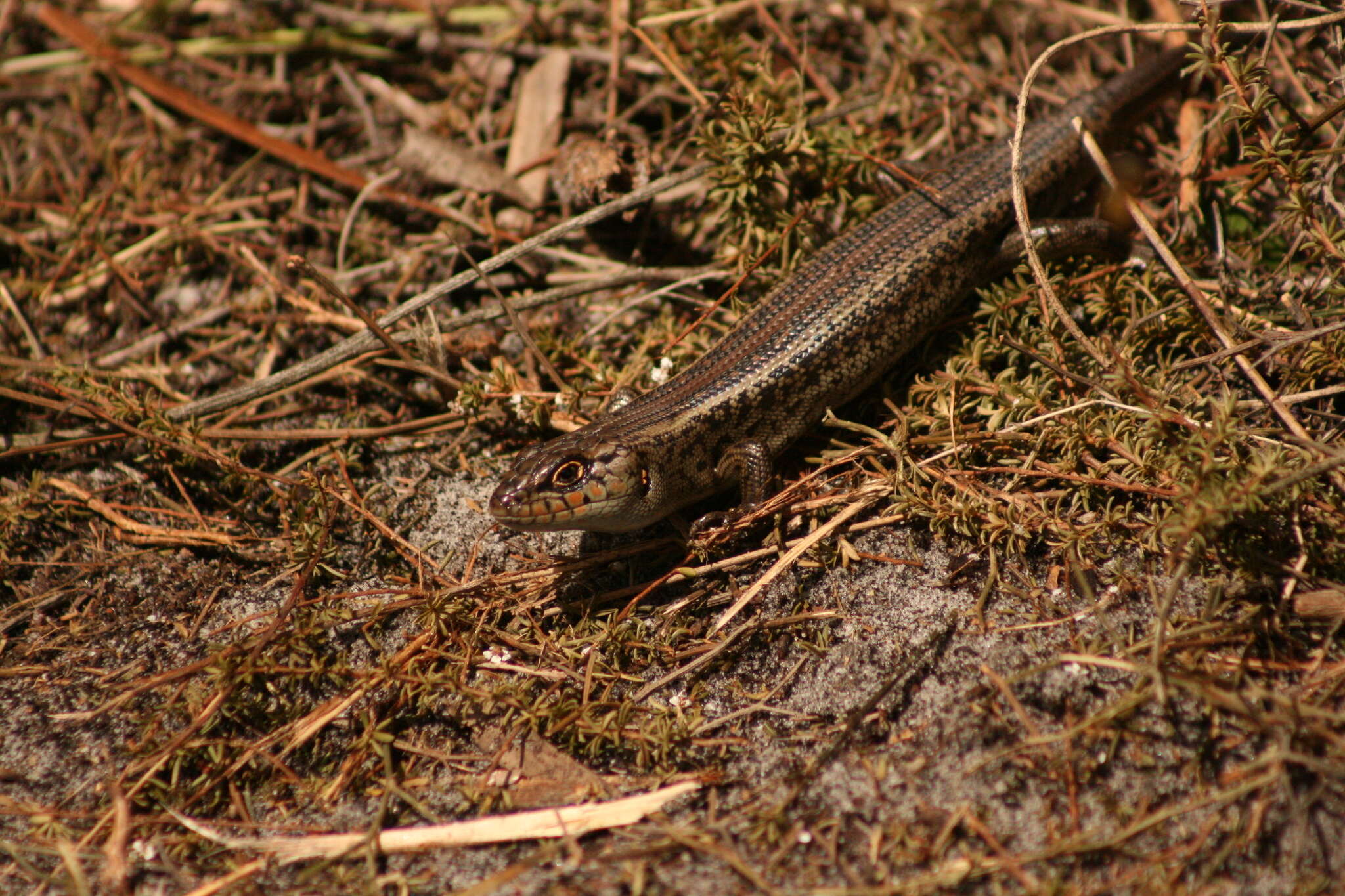 Image of South-western Rock-skink