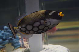 Image of clown triggerfish