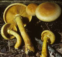 Image of Gymnopilus luteus (Peck) Hesler 1969