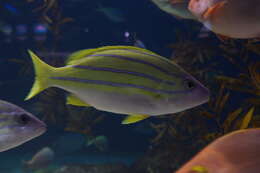 Image of Bluestripe snapper