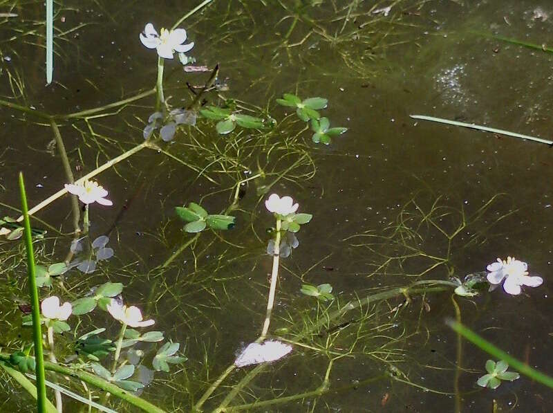 Image of Lobb's Water-Crowfoot