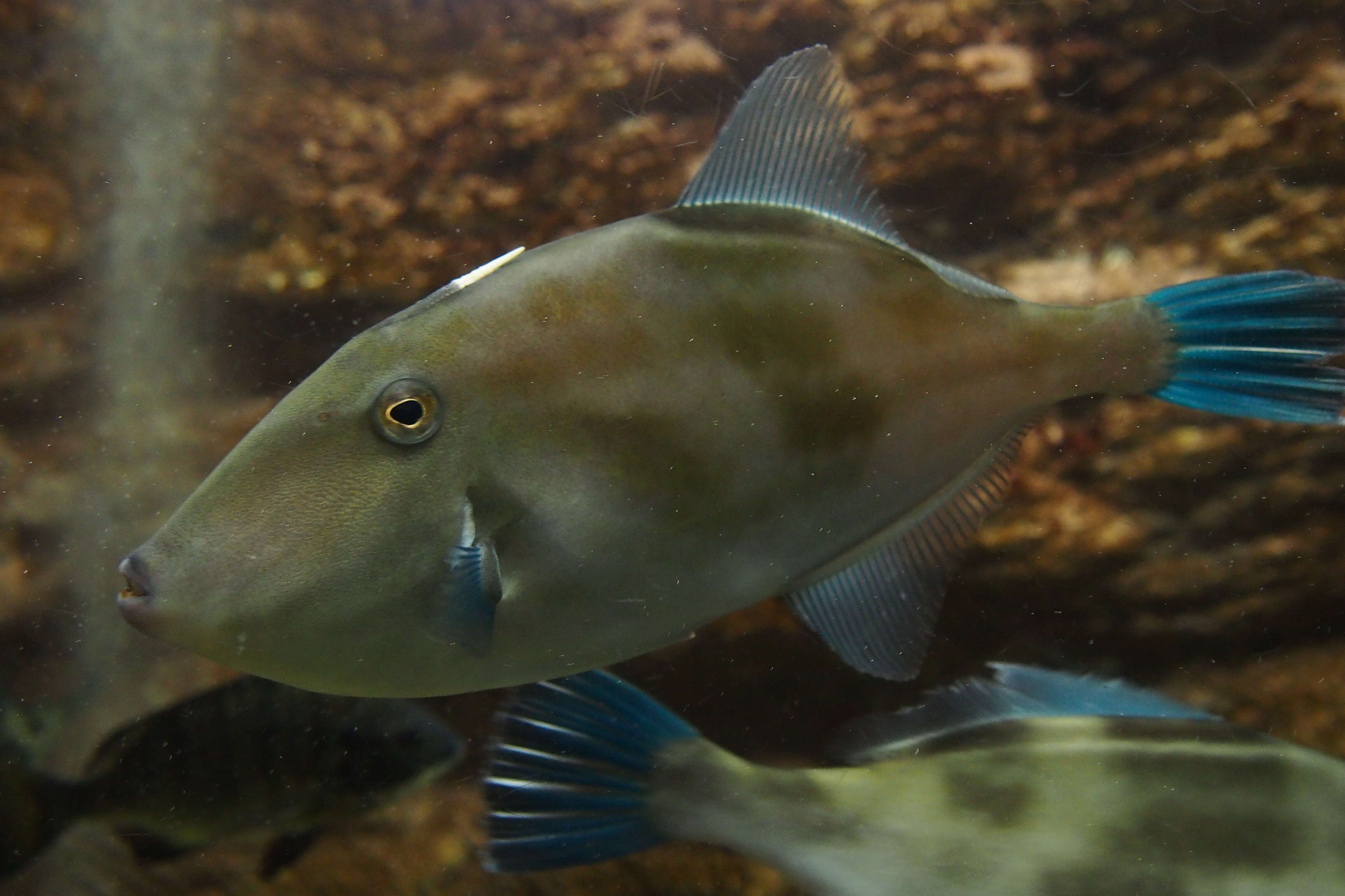 Thamnaconus modestus (Günther 1877) resmi