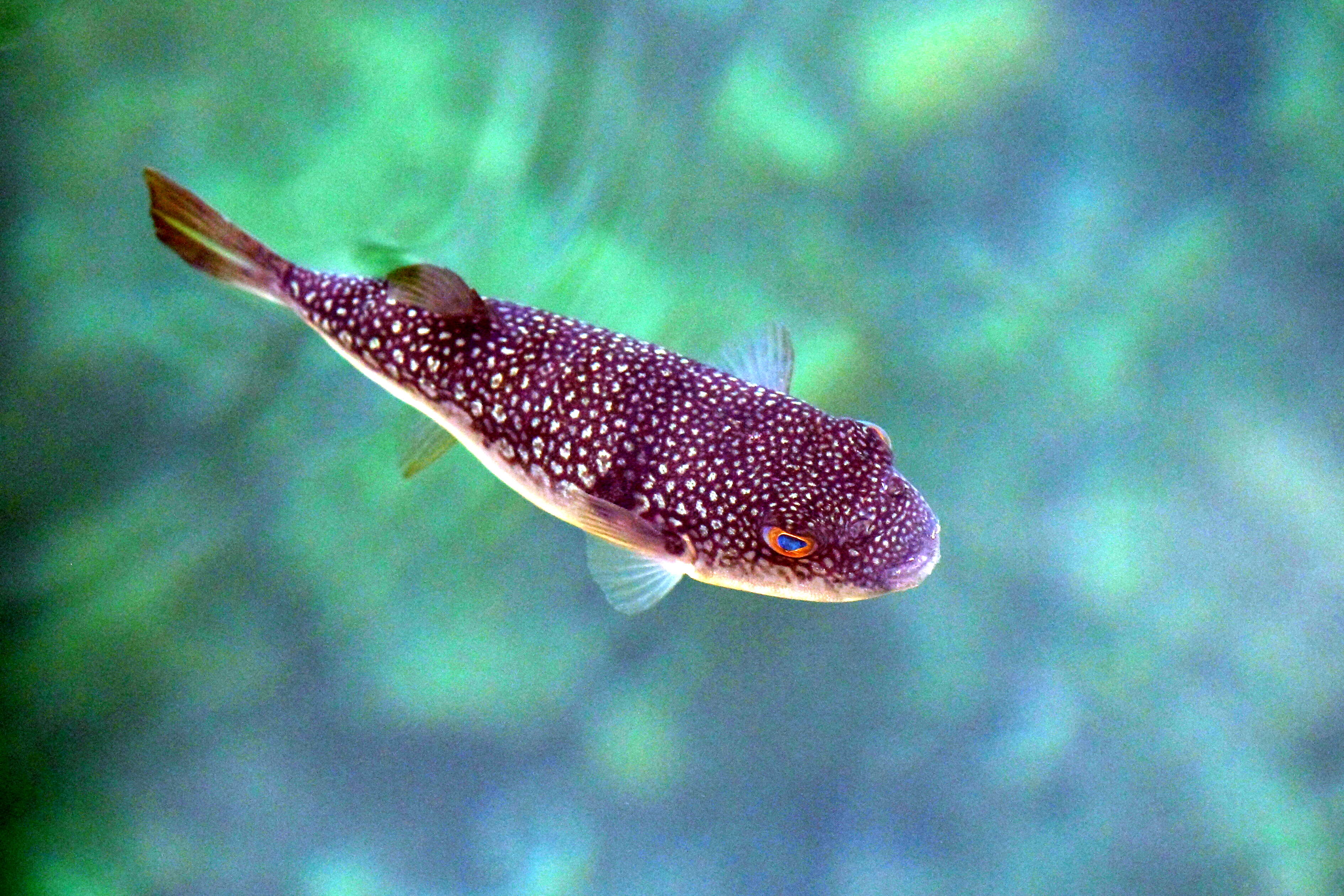 Image of Grass Puffer