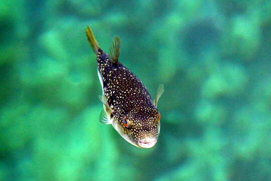 Image of Grass Puffer