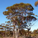 Image of Eucalyptus longicornis (F. Müll.) Maiden