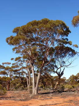 Слика од Eucalyptus longicornis (F. Müll.) Maiden