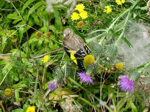 Image of Goldfinch