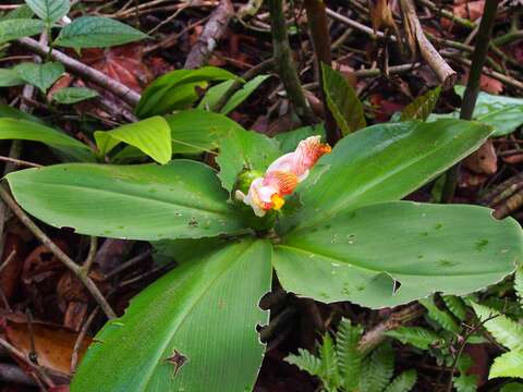 Image of stepladder ginger