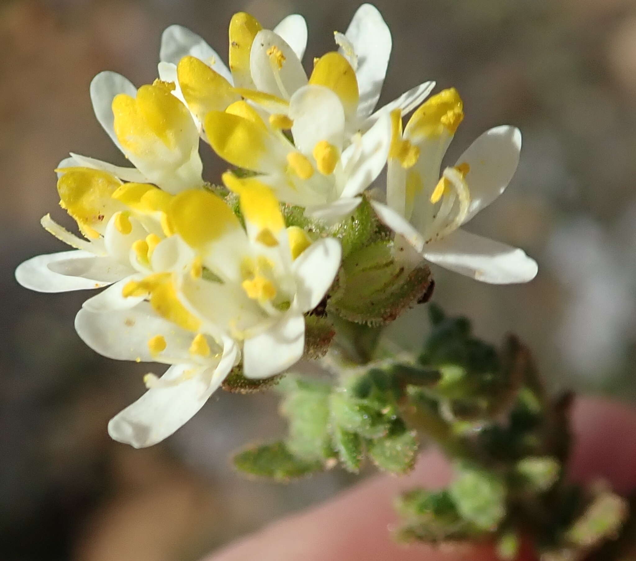 Image de Polycarena aurea Benth.