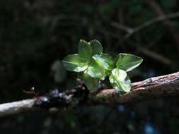 Image of Dotted Thyme-moss