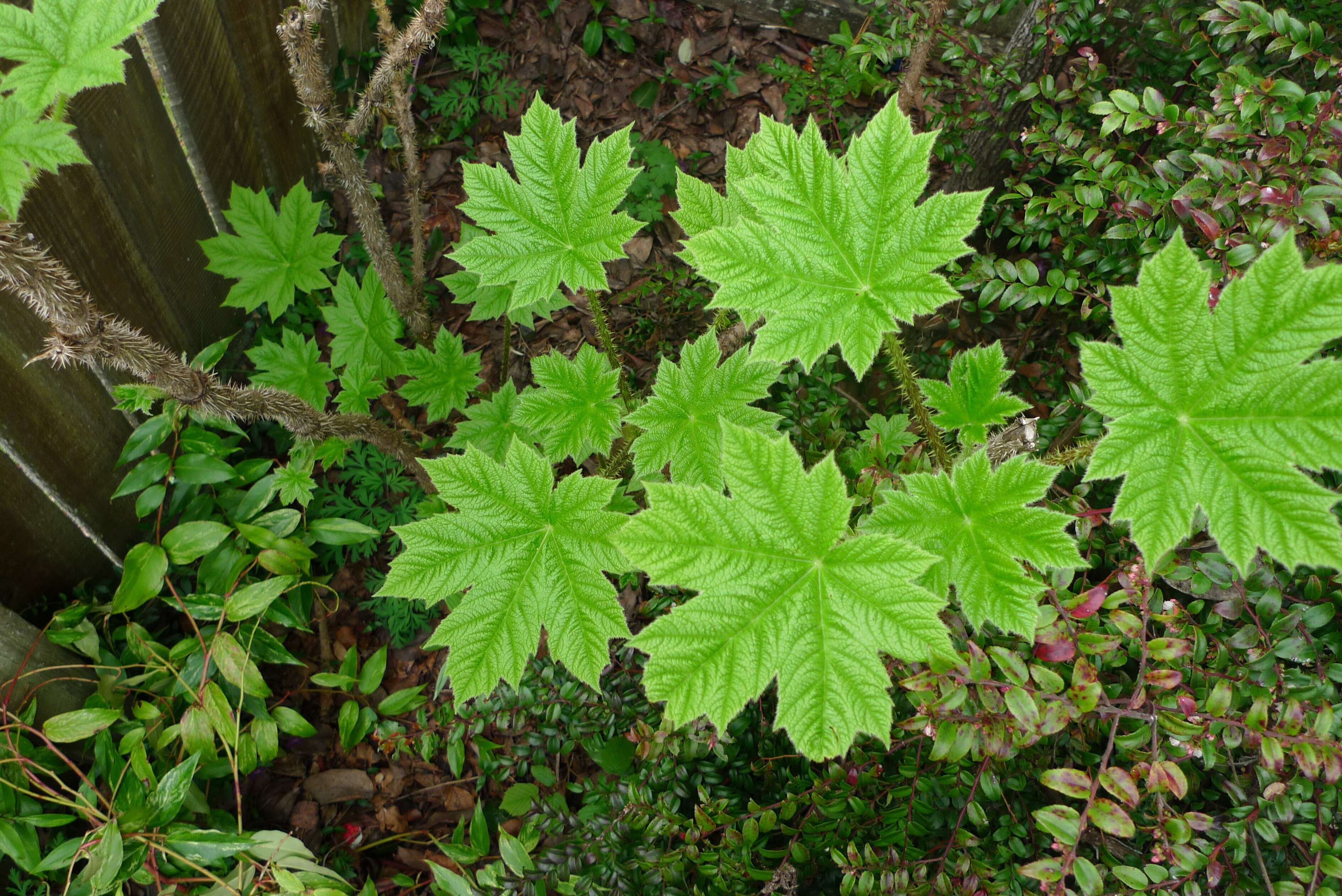 Image de bois piquant