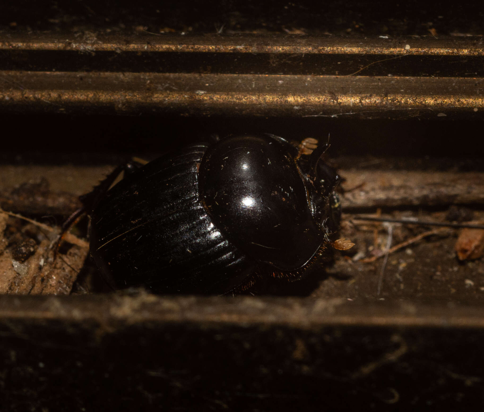 Image of Onthophagus neostenocerus Goidanich 1926