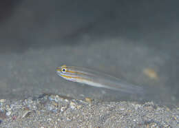 صورة Amblygobius nocturnus (Herre 1945)