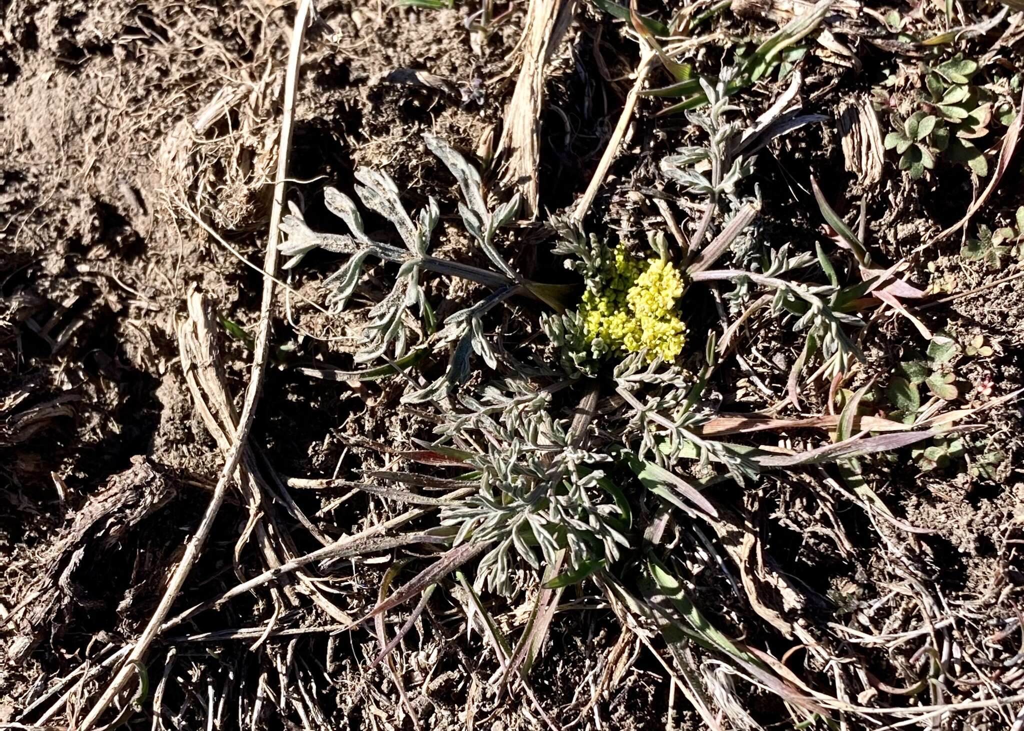 Слика од Lomatium austiniae (Coult. & Rose) Coult. & Rose