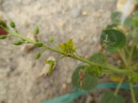 Image of Cleome noeana Boiss.