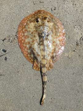 Image of Yellow Stingray