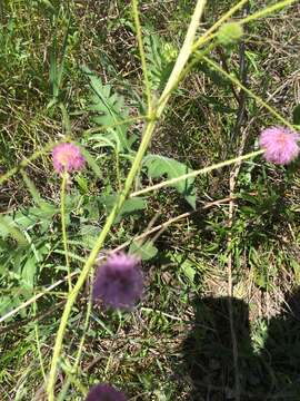 Image of Roemer's mimosa