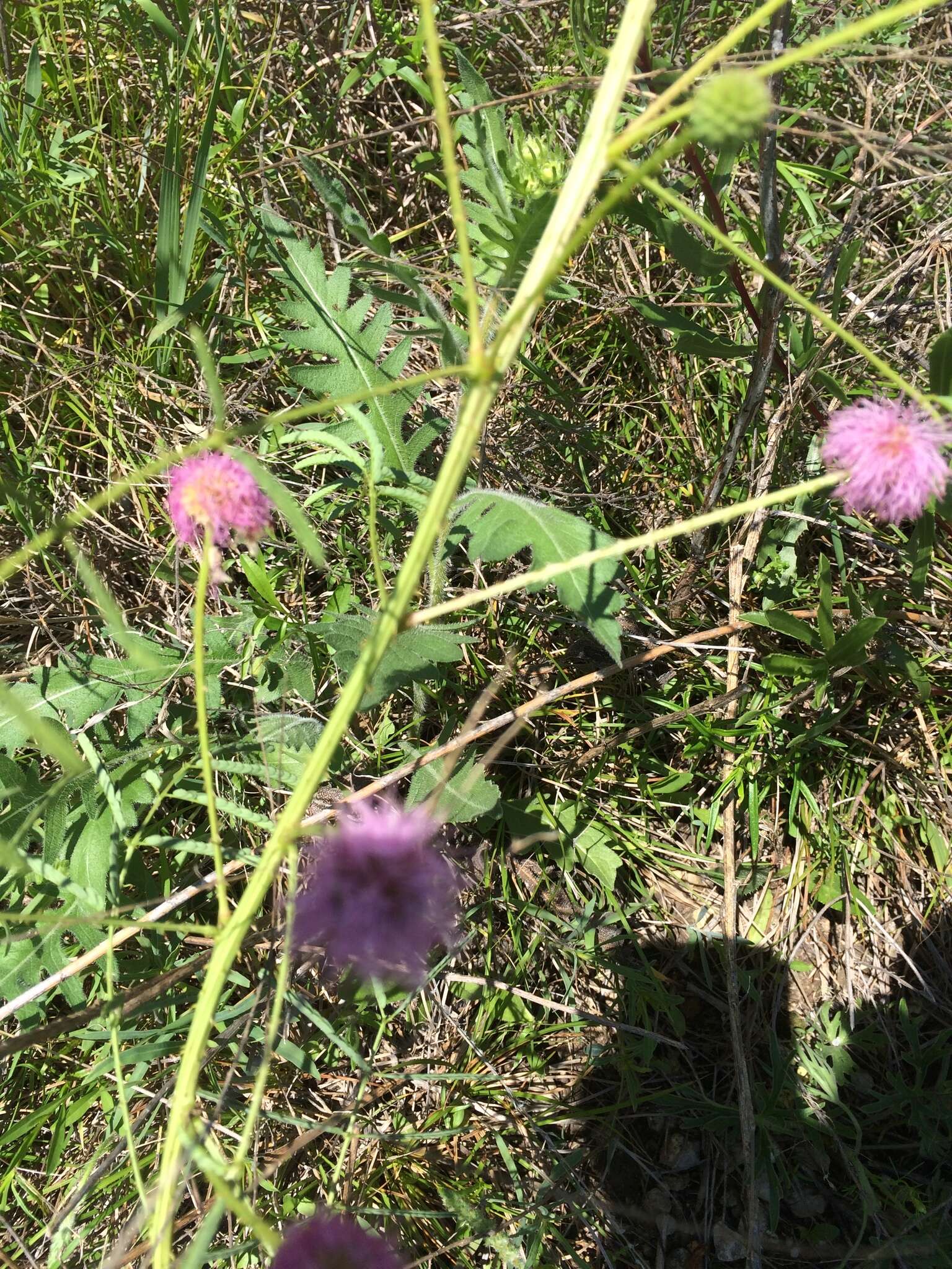 Mimosa quadrivalvis var. platycarpa (A. Gray) Barneby的圖片