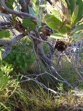 Image of Protea stokoei Phillips