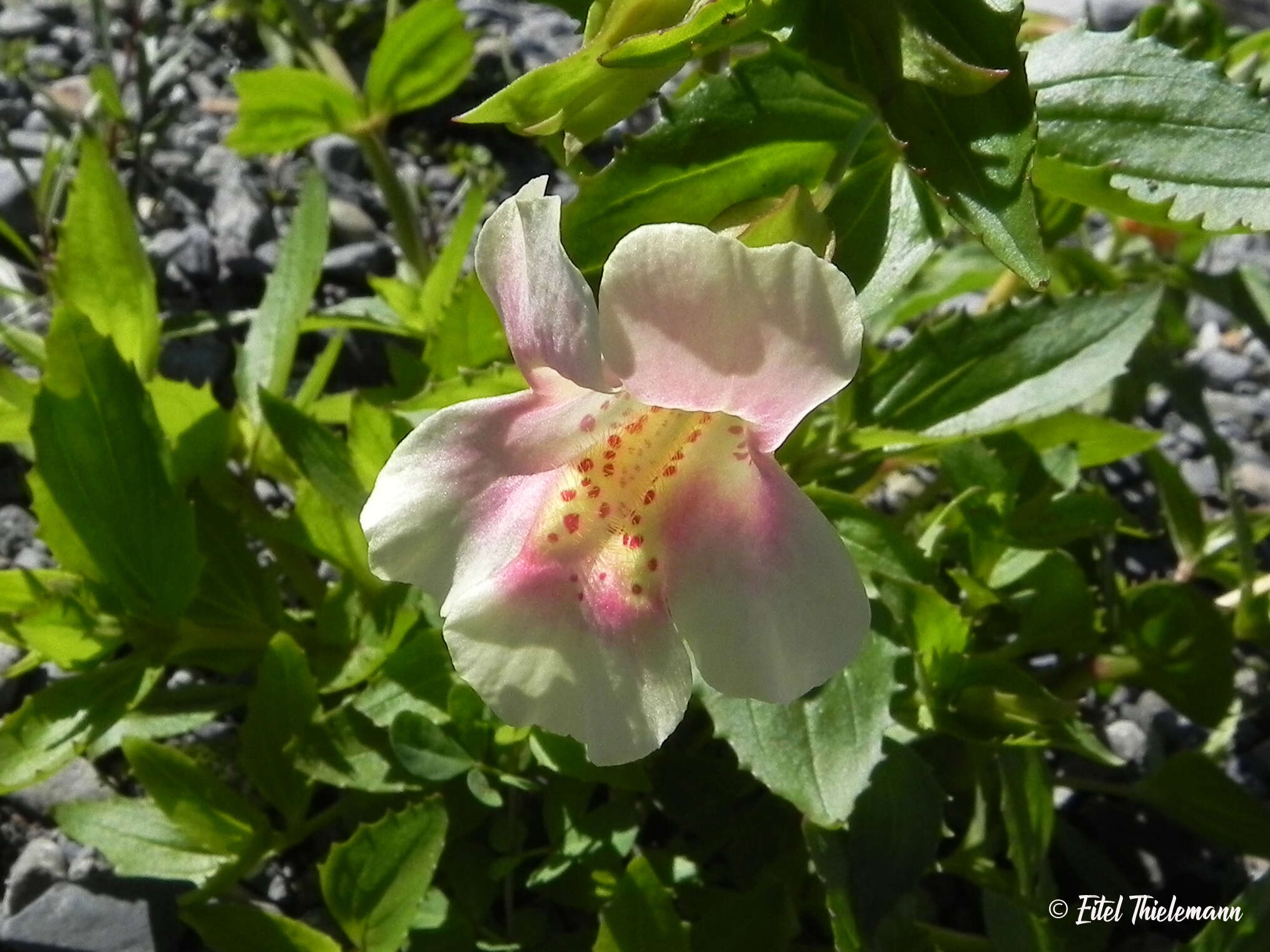 Image of Erythranthe lutea var. variegata (Lodd.) G. L. Nesom