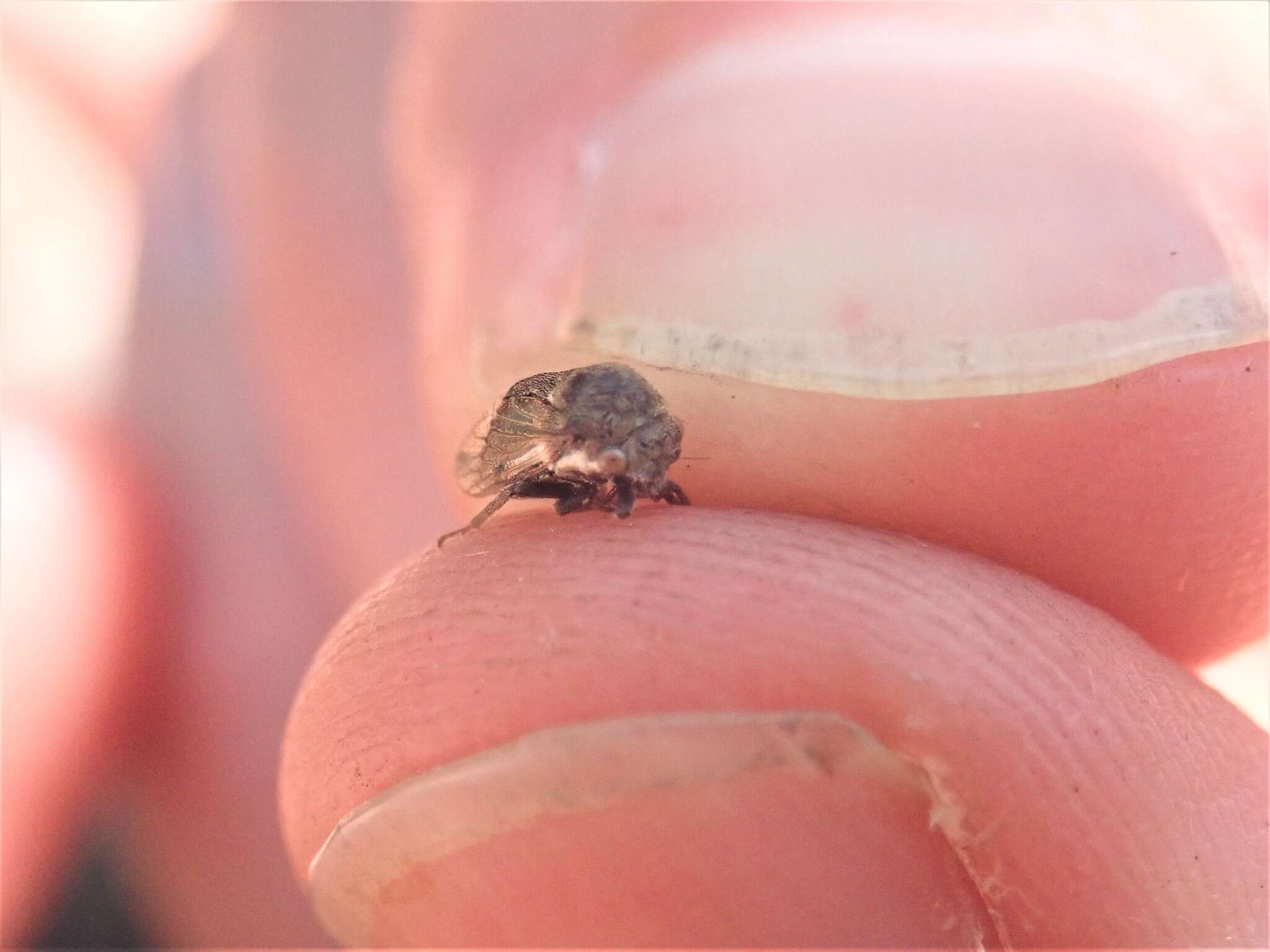 Image of Treehopper