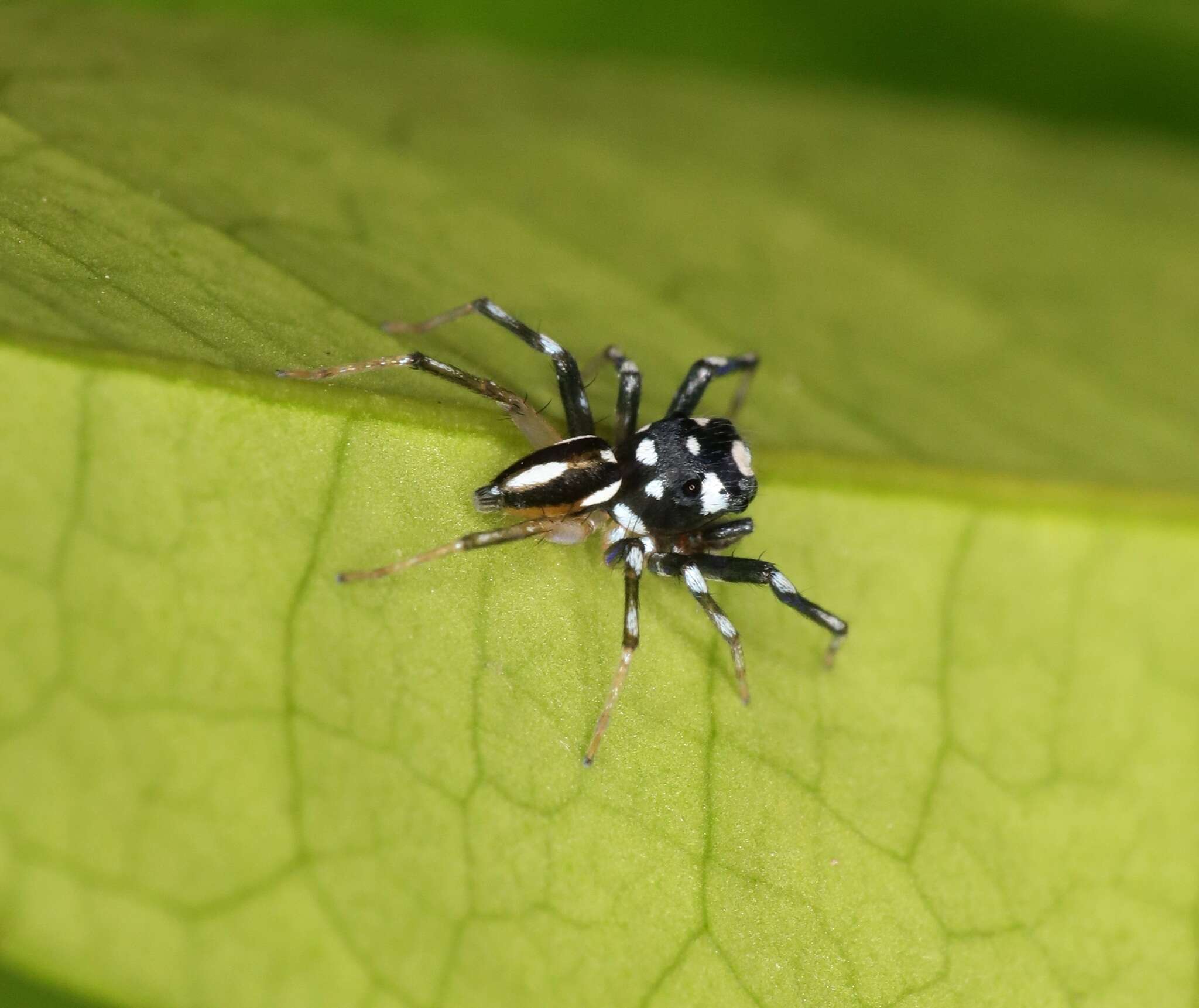 Image of Phintella bifurcilinea (Bösenberg & Strand 1906)