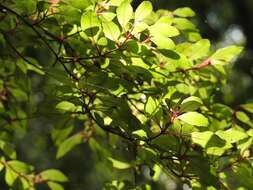 Image of Fuchsia thymifolia Kunth