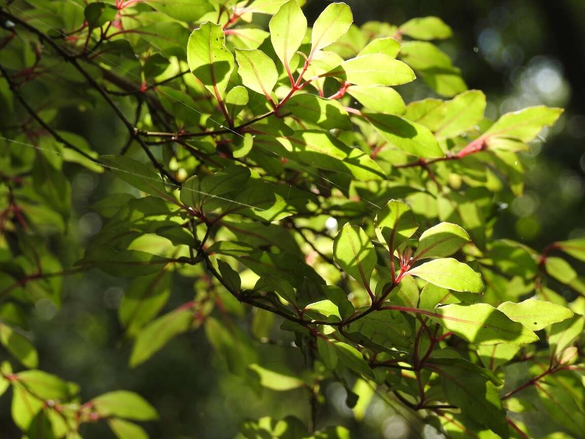 Image of Fuchsia thymifolia Kunth