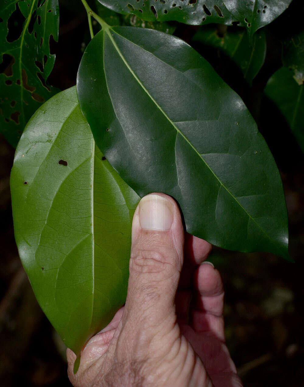 Image of silky celtis