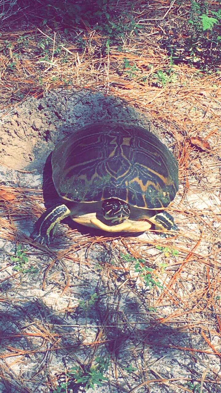 Image of Peninsula Cooter