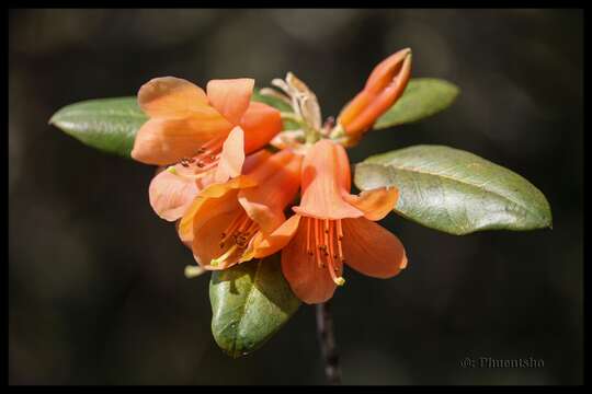 Imagem de Rhododendron cinnabarinum subsp. cinnabarinum