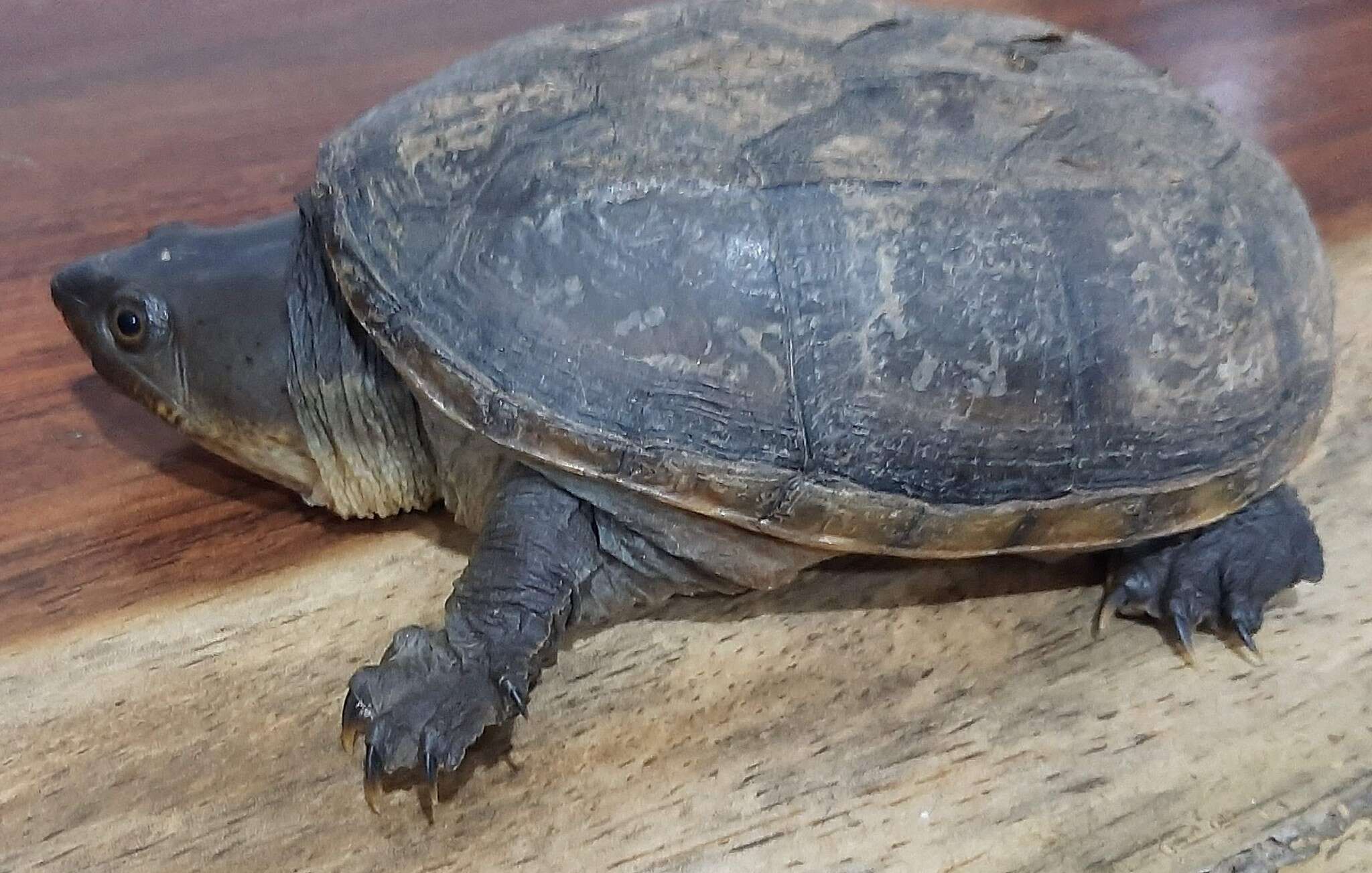 Image of narrow-bridged musk turtle