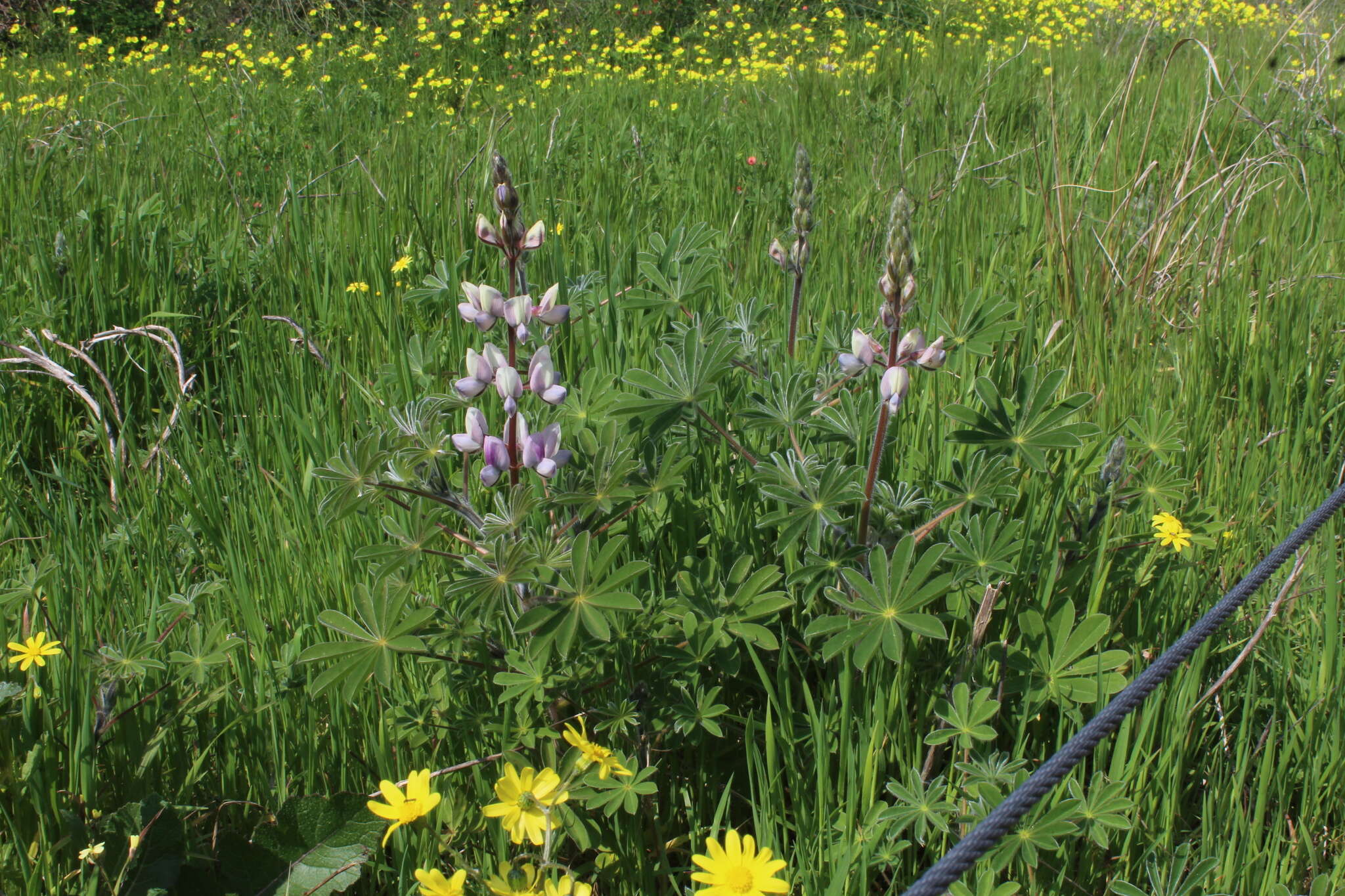 Image of Lupinus palaestinus Boiss.