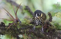 Image of Crescent-chested antpitta