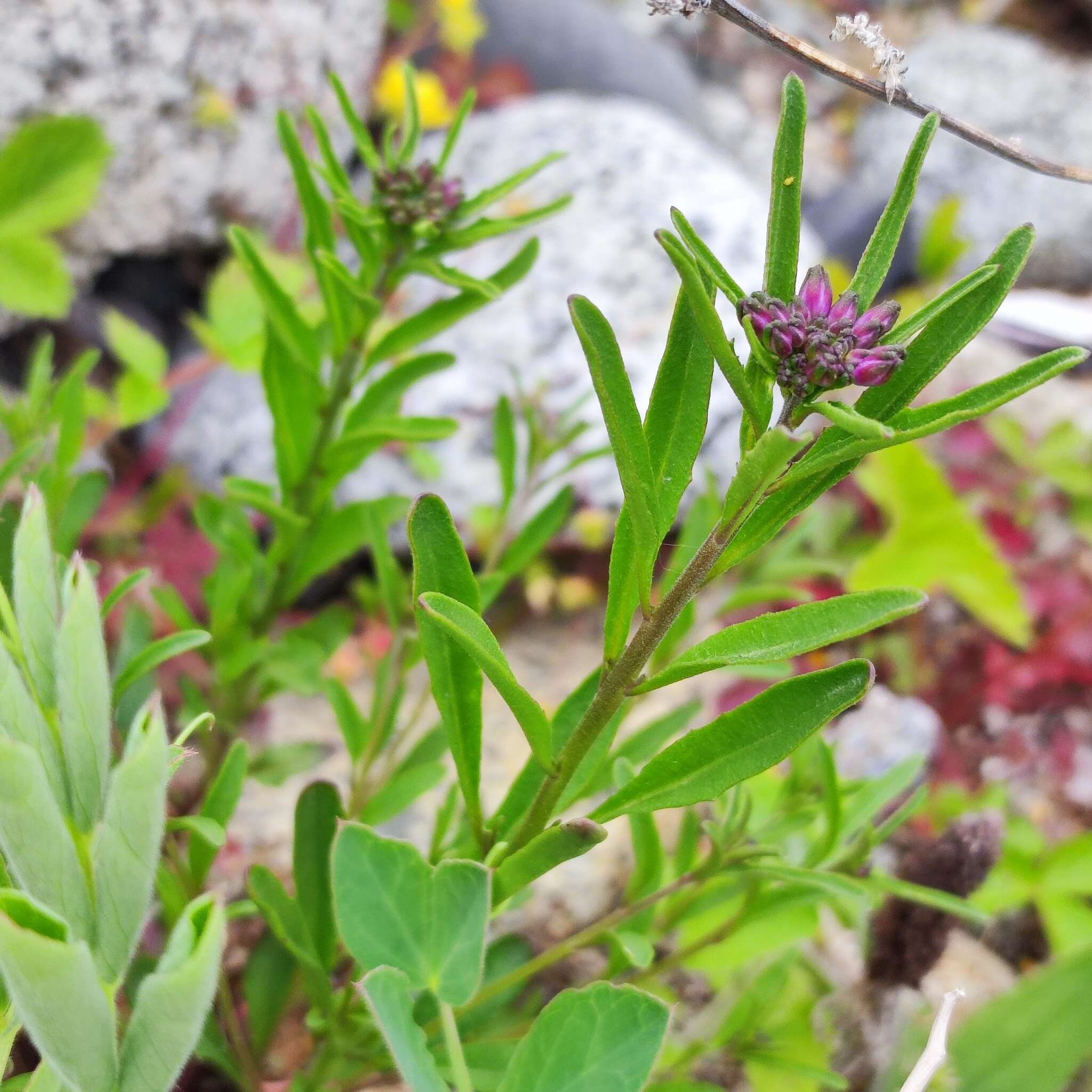 Imagem de Dontostemon dentatus (Bunge) Ledeb.