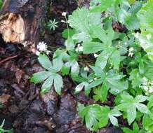 Imagem de Astrantia carniolica Jacq.