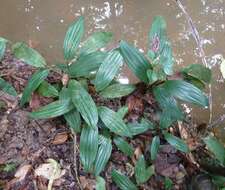 Image of Dracaena praetermissa Bos