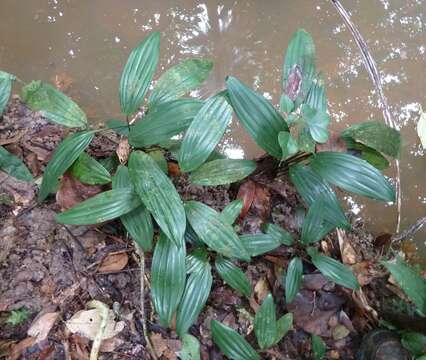 Plancia ëd Dracaena praetermissa Bos