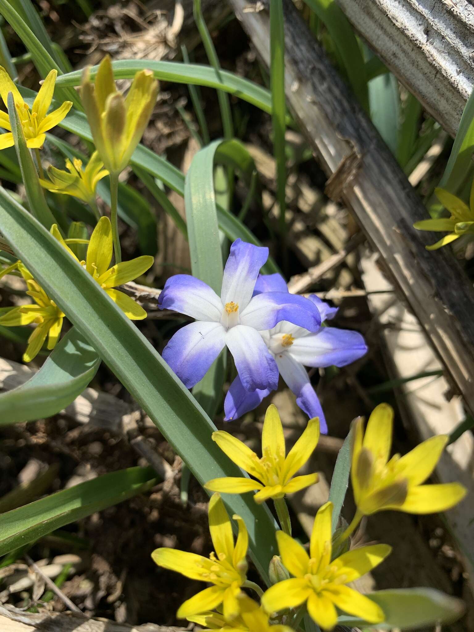 Image de Scilla luciliae (Boiss.) Speta