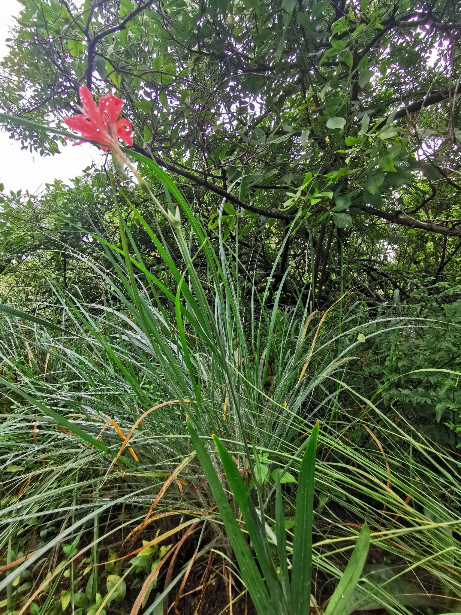 Image of Freesia grandiflora (Baker) Klatt