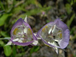 Image of broad-fruit mariposa-lily